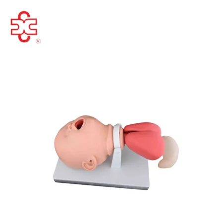 Infant Intubation Training Medical Model PVC Material ISO Certified XC Brand