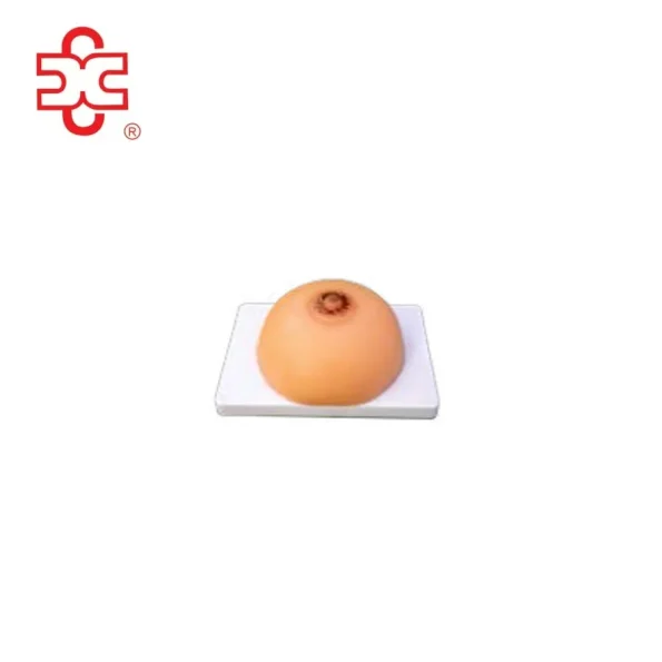 Lactation Training Anatomical Model XC-418B