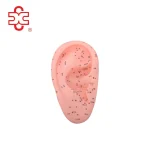 Life Like PVC Massage Training Model for Ear 17CM-XINCH XC-514A