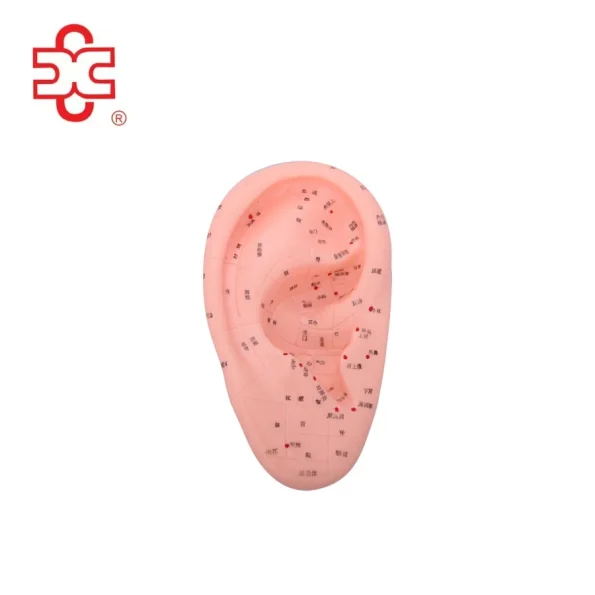 Life Like PVC Massage Training Model for Ear 17CM-XINCH XC-514A