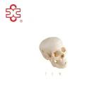 Life-size Bone Colour Skull Skeleton Model for Medical Science