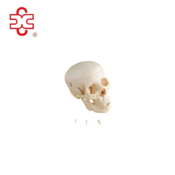Life-size Bone Colour Skull Skeleton Model for Medical Science