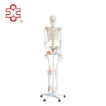 Life-Size Flexible PVC Skeleton with Ligaments 180CM Tall Over 200 Bones Medical & Teaching Use