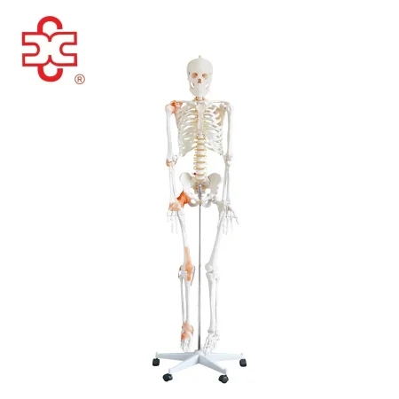 Life-Size Flexible PVC Skeleton with Ligaments 180CM Tall Over 200 Bones Medical & Teaching Use