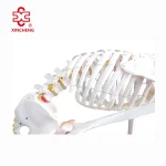Life-Size Flexible PVC Skeleton with Ligaments 180CM Tall Over 200 Bones Medical & Teaching Use