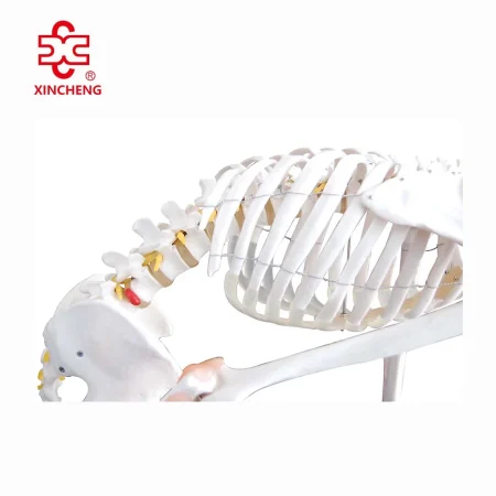 Life-Size Flexible PVC Skeleton with Ligaments 180CM Tall Over 200 Bones Medical & Teaching Use