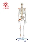 Life-Size Flexible PVC Skeleton with Ligaments 180CM Tall Over 200 Bones Medical & Teaching Use