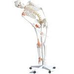 Life-Size Flexible PVC Skeleton with Ligaments 180CM Tall Over 200 Bones Medical & Teaching Use