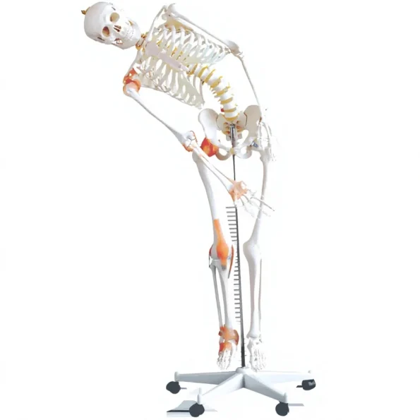 Life-Size Flexible PVC Skeleton with Ligaments 180CM Tall Over 200 Bones Medical & Teaching Use