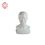 Life-size Head Acupuncture Manikin