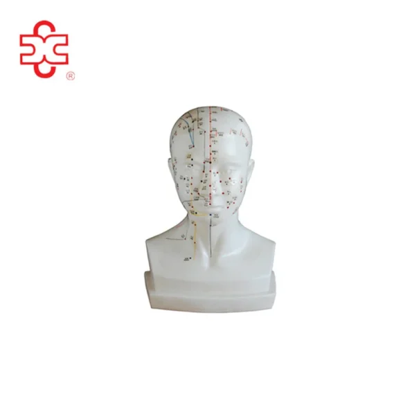 Life-size Head Acupuncture Manikin