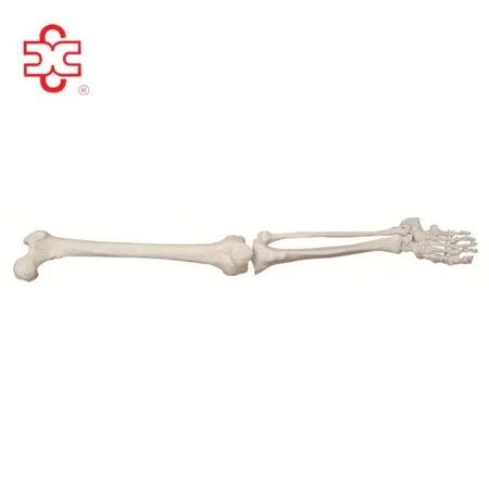 Life-Size Lower Extremity Skeleton Model PVC Material Bone Color XC Brand Medical School Use