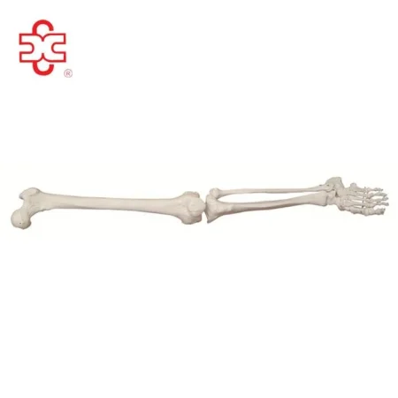 Life-Size Lower Extremity Skeleton Model PVC Material Bone Color XC Brand Medical School Use