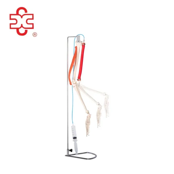 Life Size Medical Science Skeleton Model Upper Limb and Muscle Movement
