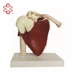 Life-Size Muscled Shoulder Joint Model for Medical Science Education