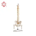 Life-Size Normal Plastic Spine Model with Pelvis and Femur Heads