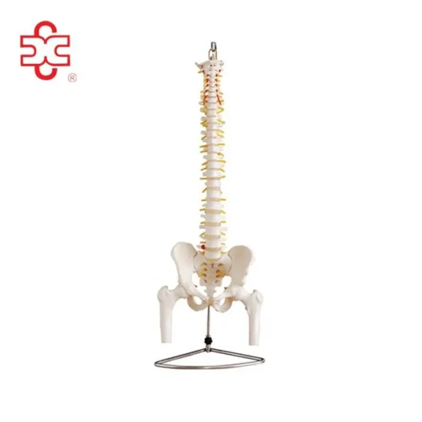 Life-Size Normal Plastic Spine Model with Pelvis and Femur Heads
