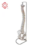 Life-Size PVC Anatomical Spine Skeleton Model with Pelvis