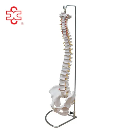 Life-Size PVC Anatomical Spine Skeleton Model with Pelvis