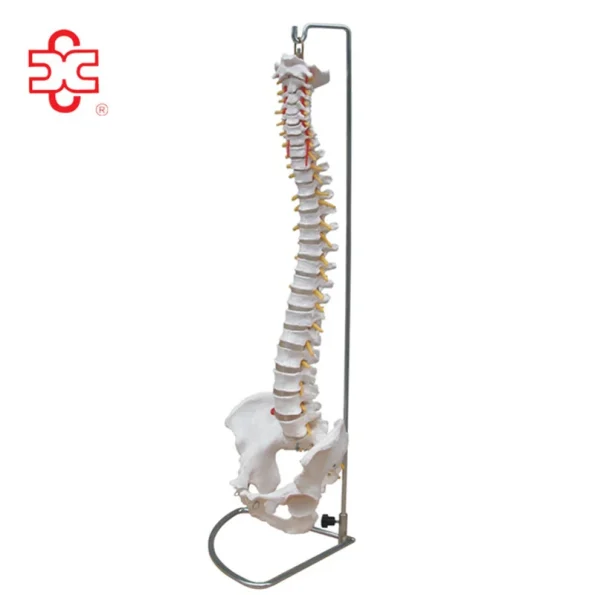 Life-Size PVC Anatomical Spine Skeleton Model with Pelvis