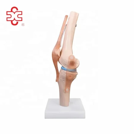 Life-Size PVC Artificial Knee Joint Anatomical Model