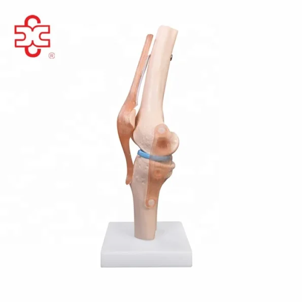 Life-Size PVC Artificial Knee Joint Anatomical Model
