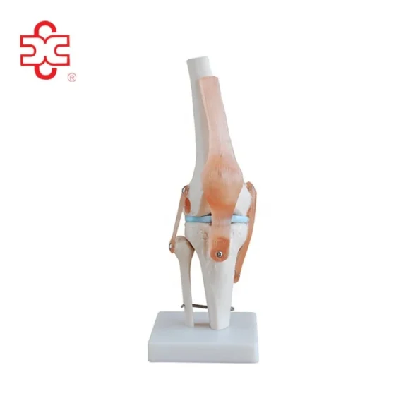 Life-Size PVC Artificial Knee Joint Anatomical Model