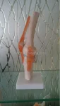 Life-Size PVC Artificial Knee Joint Anatomical Model
