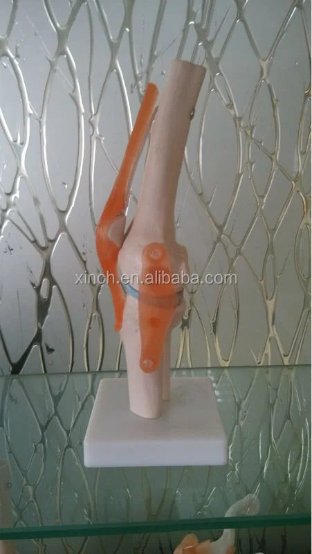 Life-Size PVC Artificial Knee Joint Anatomical Model