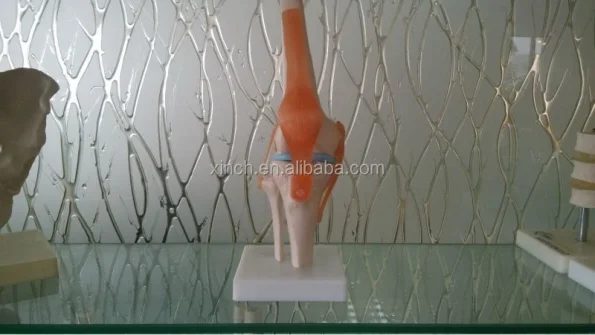 Life-Size PVC Artificial Knee Joint Anatomical Model