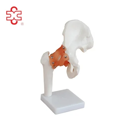 Life-Size PVC Medical Shoulder Joint Teaching Model