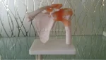 Life-Size PVC Medical Shoulder Joint Teaching Model