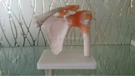 Life-Size PVC Medical Shoulder Joint Teaching Model