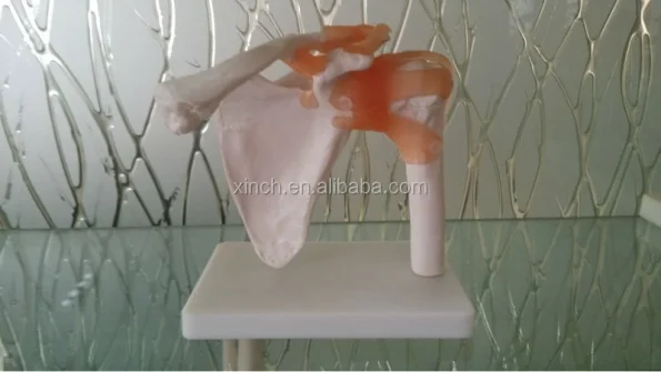 Life-Size PVC Medical Shoulder Joint Teaching Model