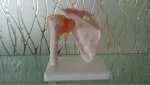 Life-Size PVC Medical Shoulder Joint Teaching Model