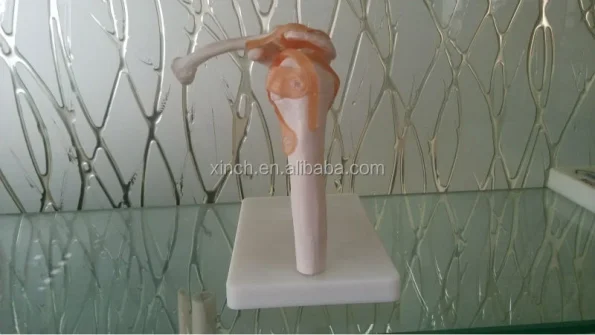 Life-Size PVC Medical Shoulder Joint Teaching Model