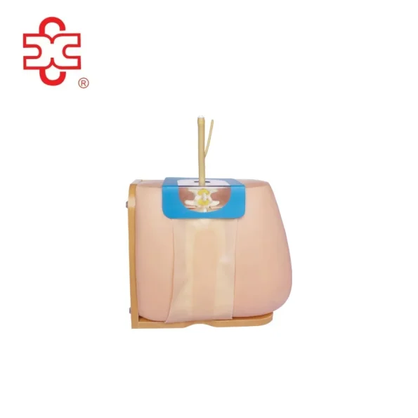Lumbar Puncture Manikin Model PVC Medical Science