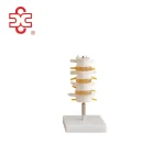 Lumbar Set Spine Lumbar Spine
