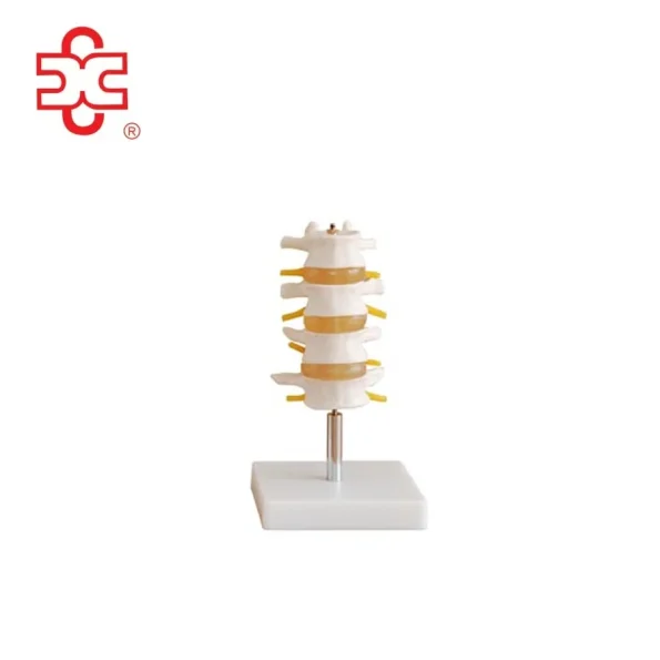 Lumbar Set Spine Lumbar Spine