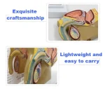 Male Pelvic Cavity Model: Prostate Health & Hyperplasia Stages Demonstration
