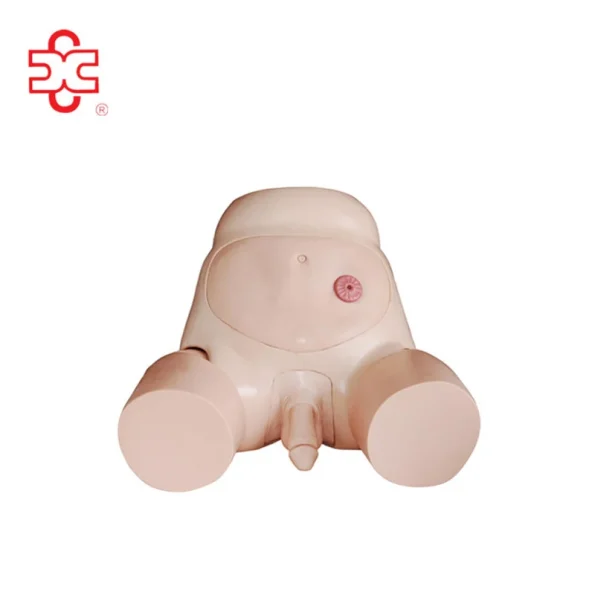 Male Urethral Catheterization Simulator PVC Material Life Like Color Model XC-408C