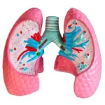 Medical Anatomy Teaching Tool Lung Pathology Vs Normal Comparison Model Educational Equipment