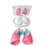Medical Anatomy Teaching Tool Lung Pathology Vs Normal Comparison Model Educational Equipment