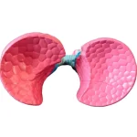 Medical Anatomy Teaching Tool Lung Pathology Vs Normal Comparison Model Educational Equipment