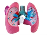 Medical Anatomy Teaching Tool Lung Pathology Vs Normal Comparison Model Educational Equipment