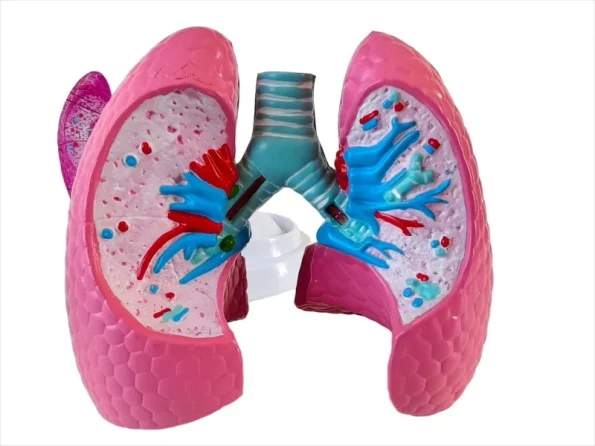 Medical Anatomy Teaching Tool Lung Pathology Vs Normal Comparison Model Educational Equipment