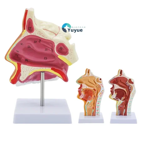 Medical ENT Training Manikin Sagittal Section of Nose Mouth Nasal Anatomy Model for Nasopharynx Oropharynx Structures