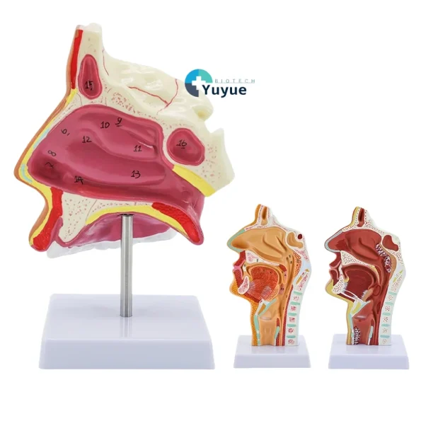 Medical ENT Training Manikin Sagittal Section of Nose Mouth Nasal Anatomy Model for Nasopharynx Oropharynx Structures