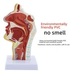 Medical ENT Training Manikin Sagittal Section of Nose Mouth Nasal Anatomy Model for Nasopharynx Oropharynx Structures