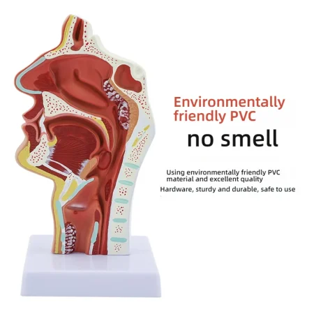 Medical ENT Training Manikin Sagittal Section of Nose Mouth Nasal Anatomy Model for Nasopharynx Oropharynx Structures